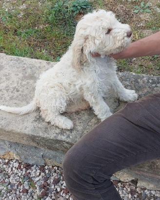 Lagotto romagnolo