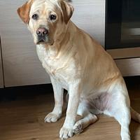 Labrador 2 anni con pedigree disponibile