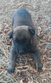 pastore belga malinois