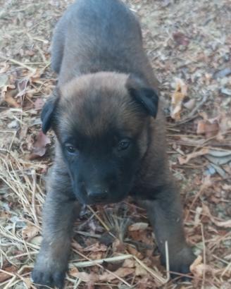 pastore belga malinois