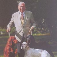 Setter inglese bianco arancio