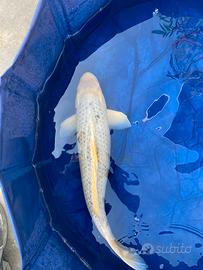 Carpa koi