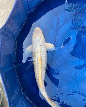 Carpa koi