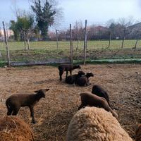 Pecore e agnelli jura e lacaune