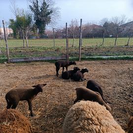 Pecore e agnelli jura e lacaune