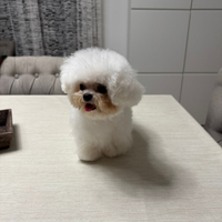 Mini Bichon asiatica