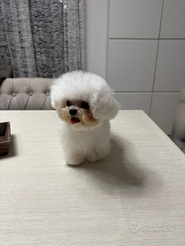 Mini Bichon asiatica