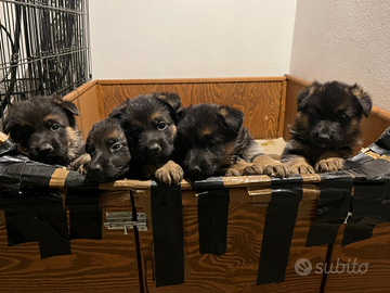 Cuccioli di pastore tedesco