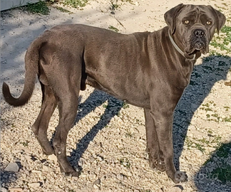 Cane corso