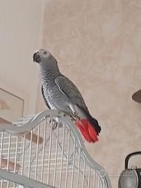 Pappagallo cenerino parlante