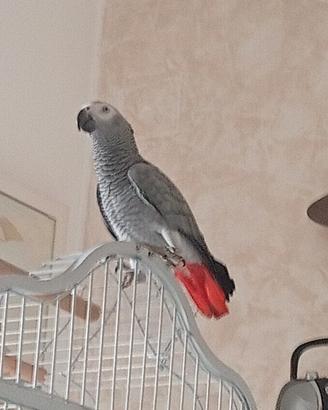 Pappagallo cenerino parlante