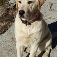 LABRADOR per accoppiamento