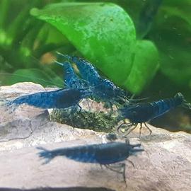 Neocaridine davidi blu dream