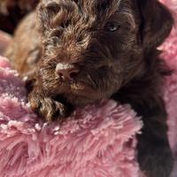 Barboncino toy cioccolato