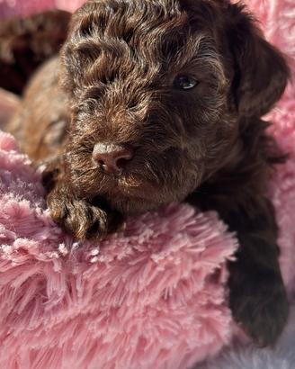Barboncino toy cioccolato