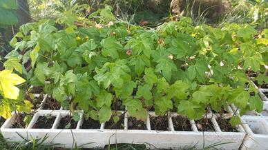 Piantine Liquidambar - Storace americano