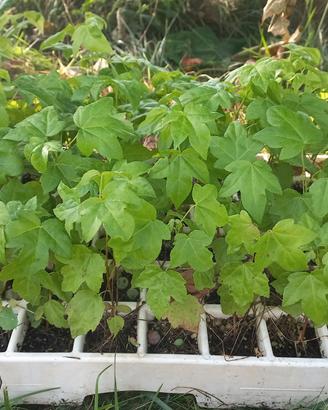 Piantine Liquidambar - Storace americano