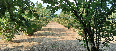 Noccioleto irriguo a Capranica
