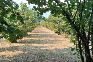 Noccioleto irriguo a Capranica