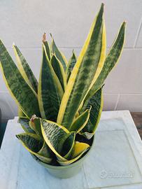 Pianta di Sansevieria 