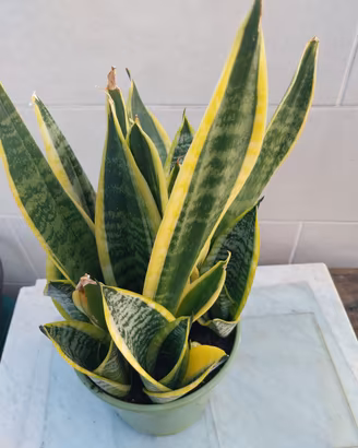Pianta di Sansevieria 