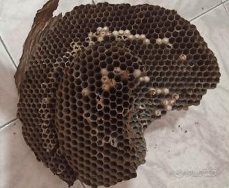 grande nido/favo di vespe asiatiche 