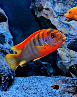 Ciclidi africani o discus