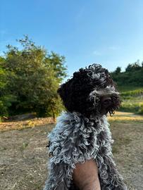 Lagotto