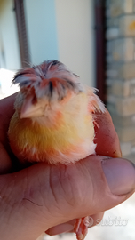 Canarini arlecchini portoghesi