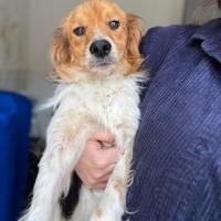 Kooikerhondje , maschio