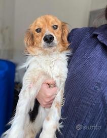 Kooikerhondje , maschio