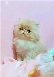 Gattino persiano con Pedigree