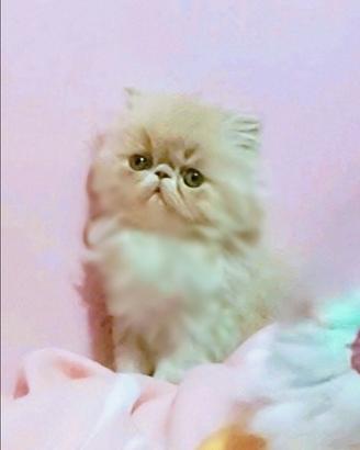 Gattino persiano con Pedigree