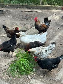 Galline galline nane