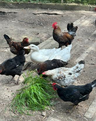 Galline galline nane