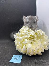 Cincilla cuccioli grgi rpa e rpac bdc