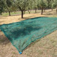 Teli raccolta olive