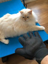 guanto rimuovi peli di animali