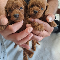 Cuccioli di barboncini mini toy red brown