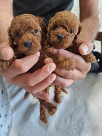 Cuccioli di barboncini mini toy red brown