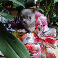 Chihuahua lilac isabella pedigree ENCI