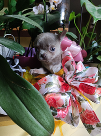 Chihuahua lilac isabella pedigree ENCI