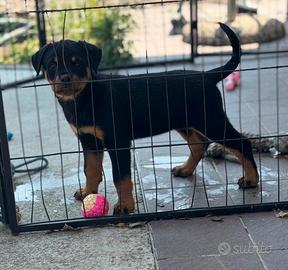 Cuccioli Rottweiler