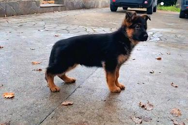 Cucciolo maschio pelo corto di pastore tedesco