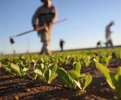 Terreno di 110000 m² a Conselice