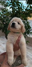 Golden retriever americano