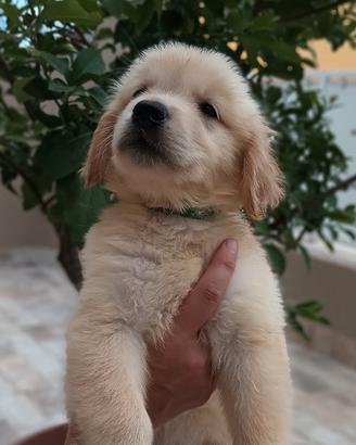 Golden retriever americano