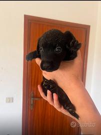Labrador retriver