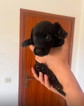 Labrador retriver