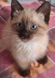 Cuccioli Siamesi